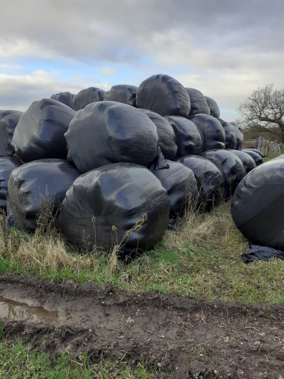Online Timed Produce Sale Market Drayton Livestock Market
