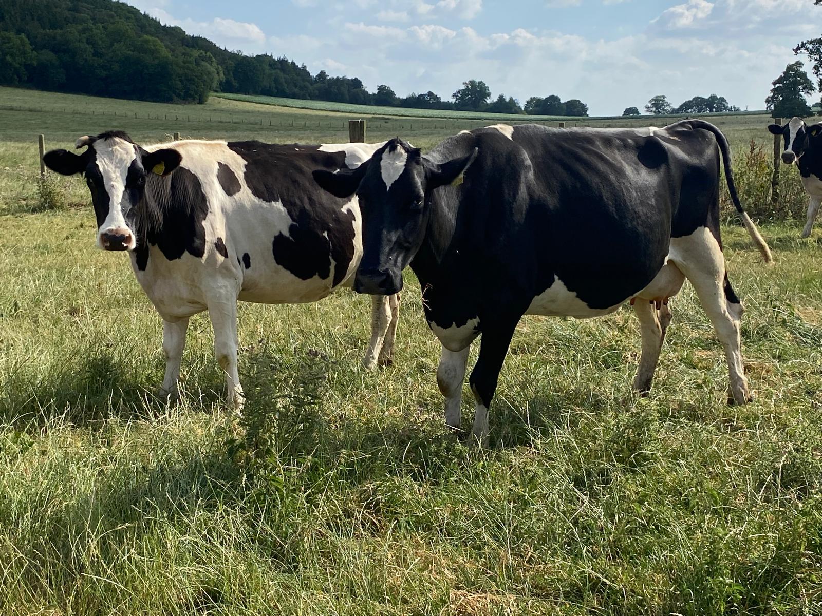 Hall Farm Dairy Dispersal Sale